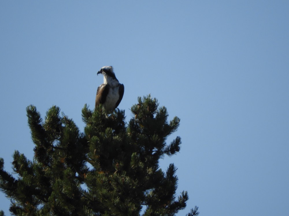 SD 2 LAKOTA & ECLIPSE 2071 273