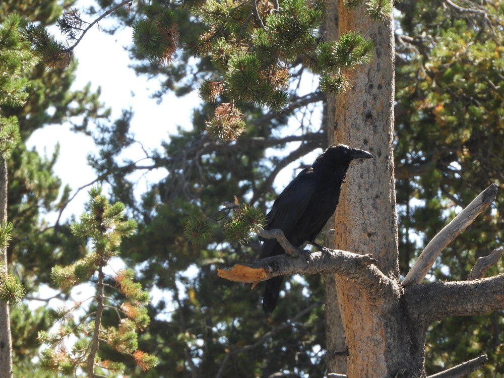 SD 2 LAKOTA & ECLIPSE 2071 302