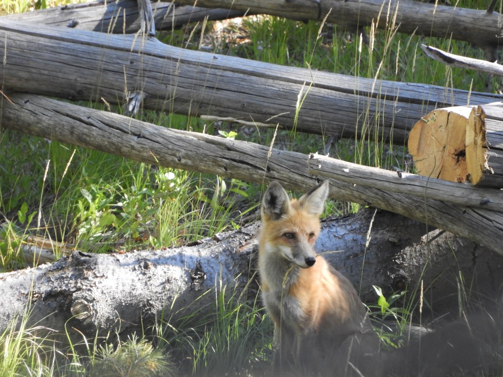 SD 2 LAKOTA & ECLIPSE 2071 314.JPG