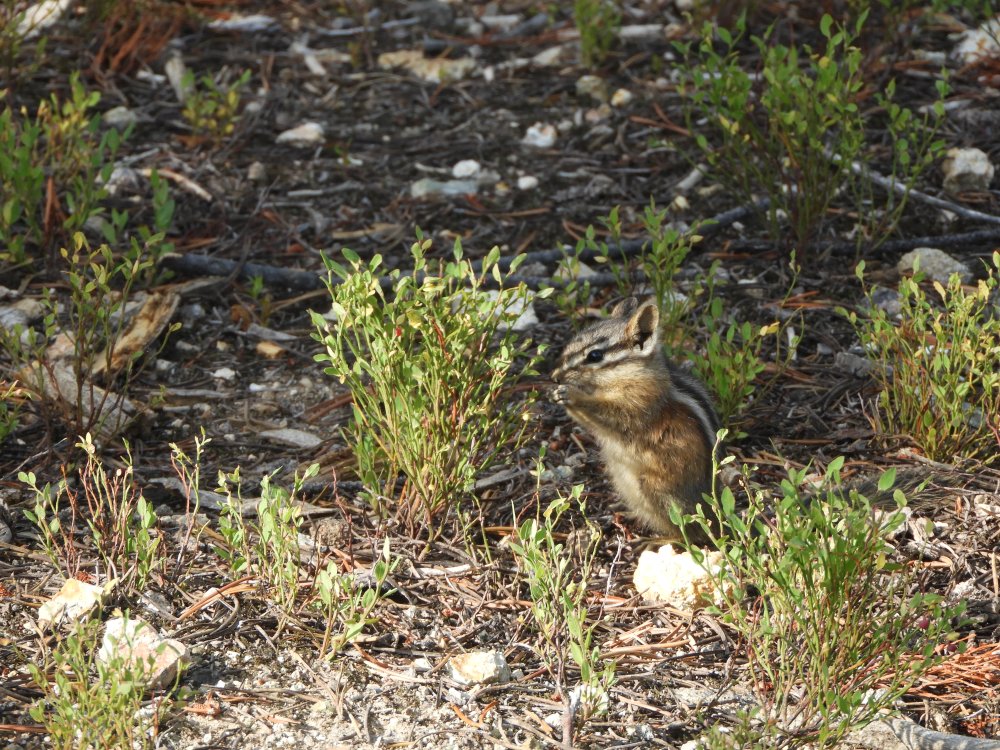 SD 2 LAKOTA & ECLIPSE 2071 346.JPG