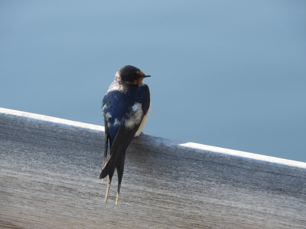 SD 2 LAKOTA & ECLIPSE 2071 380.JPG