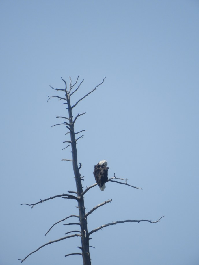 SD 2 LAKOTA & ECLIPSE 2071 381.JPG