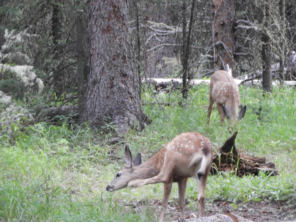 SD 2 LAKOTA & ECLIPSE 2071 388.JPG