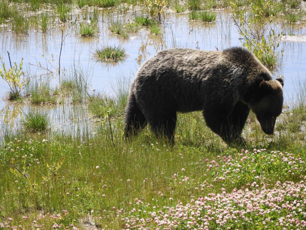 SD 2 LAKOTA &amp; ECLIPSE 2071 447